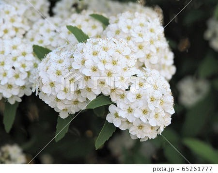 コデマリ 65261777