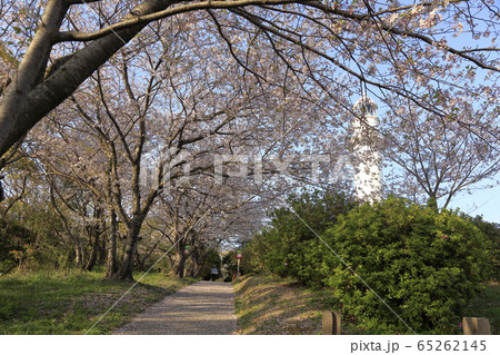 荒尾市 四ツ山神社 桜、 荒尾市 四ツ山神社 桜、 65262145