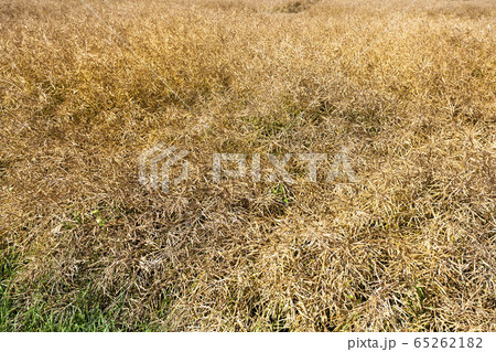 rapeseed in the field rapeseed in the field 65262182