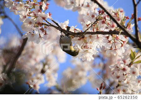 荒尾市 四ツ山神社 メジロ、 荒尾市 四ツ山神社 メジロ、 65262350