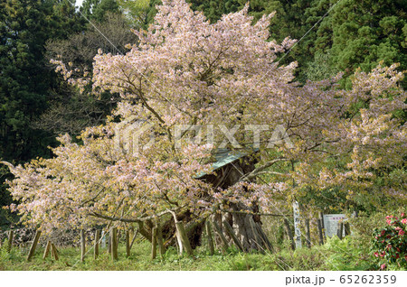かすみ桜　秋田県由利本荘市 65262359