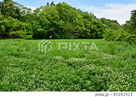大町公園(千葉県市川市大町自然観察園) 大町公園(千葉県市川市大町自然観察園) 65262413