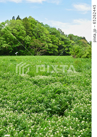 大町公園(千葉県市川市大町自然観察園) 大町公園(千葉県市川市大町自然観察園) 65262445