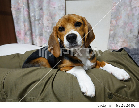 ビーグル 室内犬 中型犬 子犬 パピー 犬の写真素材