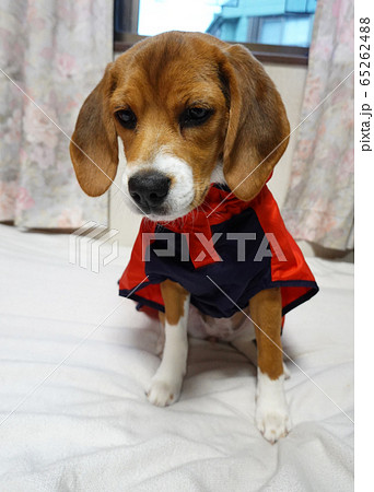 ビーグル　室内犬　中型犬　子犬　パピー　犬　レインコート 65262488