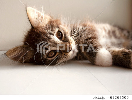 Adorable tabby kitten laying under sunlight close up 65262506