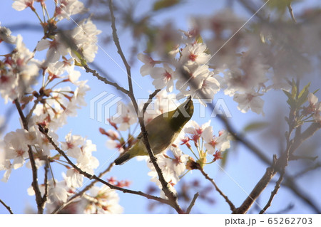 荒尾市 四ツ山神社 メジロ、 荒尾市 四ツ山神社 メジロ、 65262703