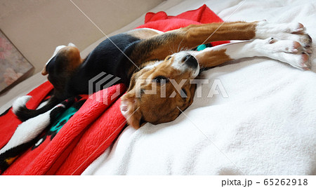 ビーグル　室内犬　中型犬　子犬　パピー　犬　ストレッチ 65262918