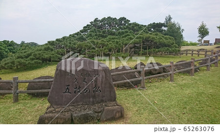 五枝の松 五枝の松 65263076