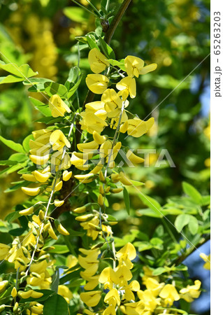 キングサリ（金鎖） 65263203