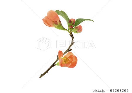 クサボケ 65263262