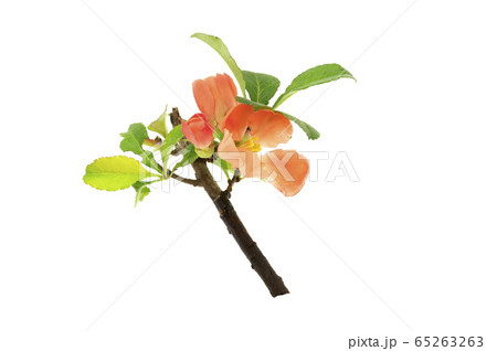 クサボケ 65263263