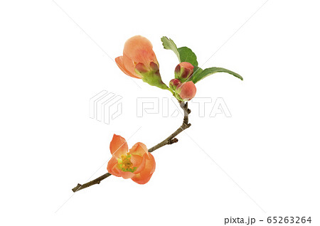 クサボケ 65263264