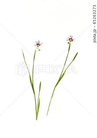 ニワゼキショウ 65263273