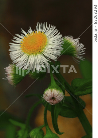 春紫苑 縦位置の写真素材