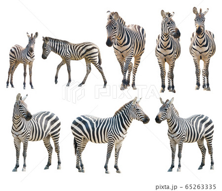 zebra isolated on white background 65263335