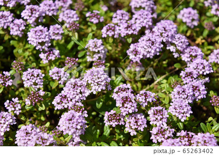 タイム・ロンギカウリス 65263402