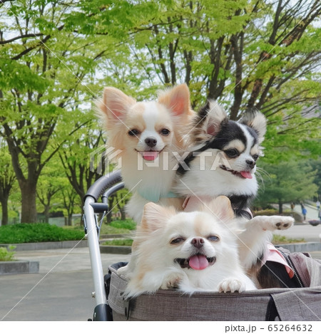 チワワ 犬 子犬 65264632