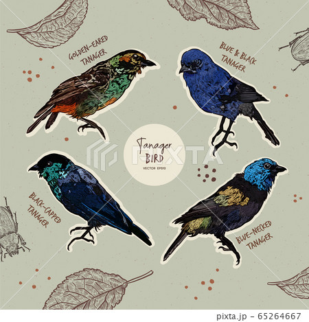 Tanager birds collection, hand draw sketch vector. 65264667