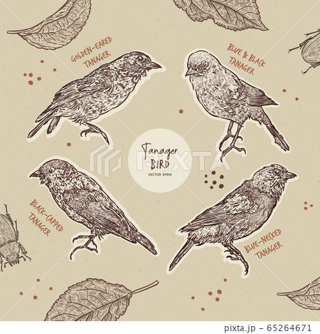 Tanager birds collection, hand draw sketch vector. 65264671