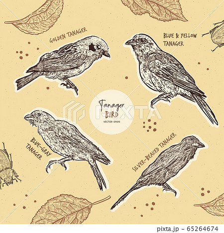 Tanager birds collection, hand draw sketch vector. 65264674