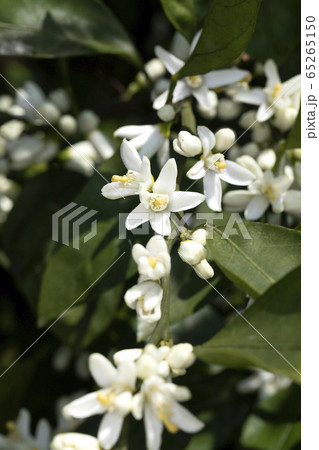 ミカンの花 ミカンの花 65265150