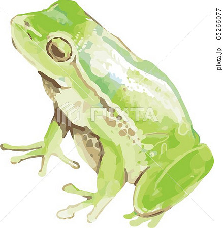 Tree Frog B Stock Illustration