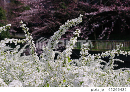 【春のイメージ】満開のユキヤナギと桜の背景 65266422