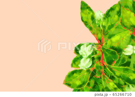 ドウダンツツジ 65266710