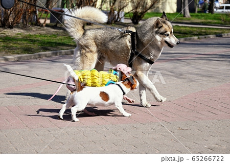 American Hairless Terrier and dogs play on street American Hairless Terrier and dogs play on street 65266722