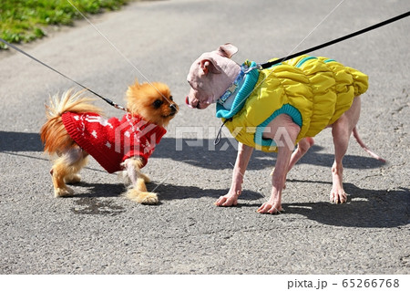 American Hairless Terrier and Pomeranian play on American Hairless Terrier and Pomeranian play on 65266768