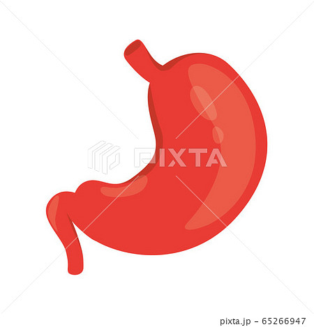 Modern vector illustration o human stomach icon. Part of Gastrointestinal tract. Isolated on white background. 65266947