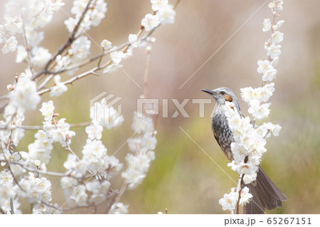 ヒヨドリ　梅 65267151