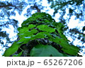 成長 65267206