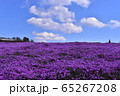 芝桜の絨毯 65267208