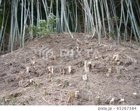 竹林の伐採 65267384