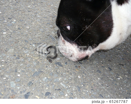 小さいヘビとフレンチブルドッグ 小さいヘビとフレンチブルドッグ 65267787