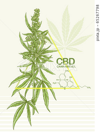 Hemp Cannabis Plant Template Poster Cardのイラスト素材