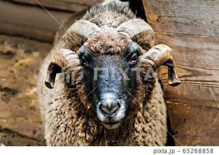 ram's head with large horns close up ram's head with large horns close up 65268858