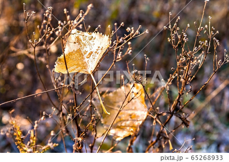 Two autumn leaves with drops of dew on the bush 65268933