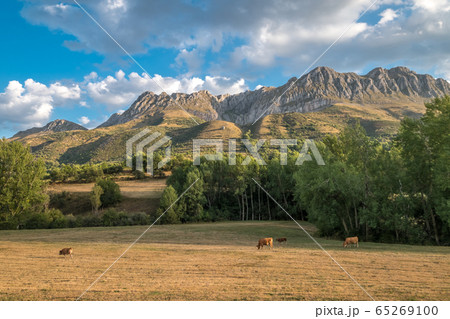 Panoramic view of asturias cows herd in the beautiful Cantabrian mountains 65269100