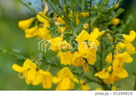 エニシダが黄色い花を付けている様子　　　バンク－バ－　ブリティッシュコロンビア　カナダ 65269628