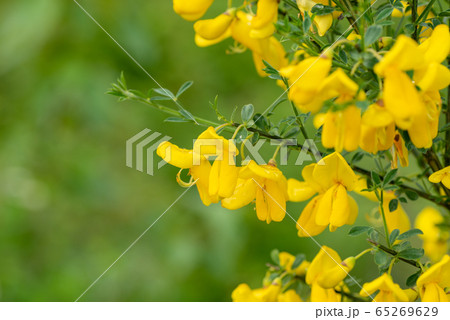 エニシダが黄色い花を付けている様子 バンク バ ブリティッシュコロンビア カナダの写真素材