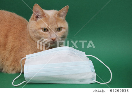 A red cat lies near a medical mask on a green background. Concept of veterinary services. 65269658