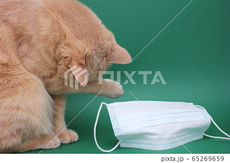 A red cat covers its muzzle with a paw next to a medical mask on a Green background. A red cat covers its muzzle with a paw next to a medical mask on a Green background. 65269659