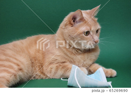 Red cat near the medical mask. Coronavirus pandemic. Quarantine. 65269690