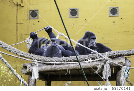 Gorillas in captivity Gorillas in captivity 65270141
