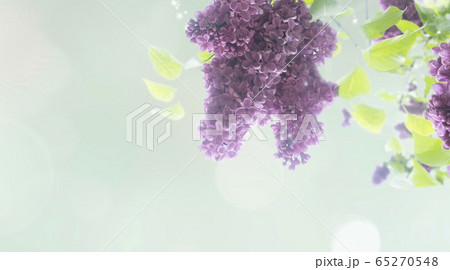 Fresh lilac flowers 65270548