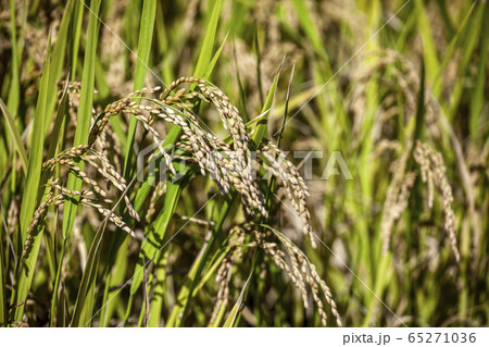 稲 秋 農業 65271036