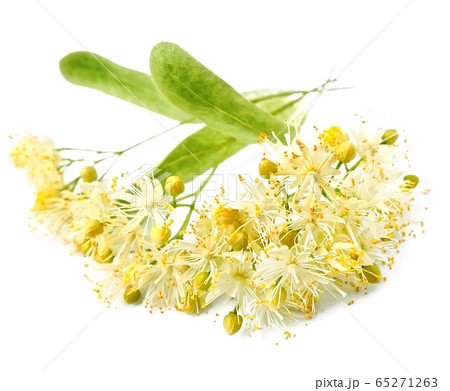 Linden flower isolated on white backgrounds. Linden flower isolated on white backgrounds. 65271263